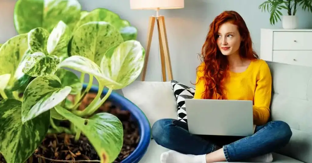 Aquí están las plantas que aportan armonía a la casa según el Feng Shui – Mis Consejos Jardinería