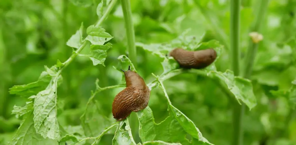 Aquí hay 5 consejos naturales y formidables para mantener a las babosas alejadas de su huerta – Mis Consejos Jardinería