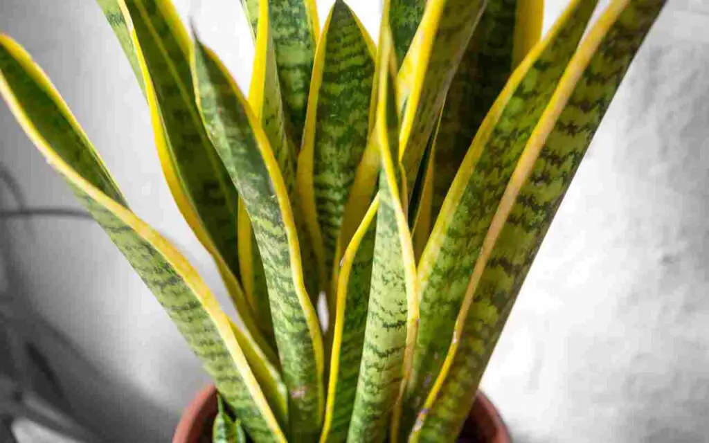 Aquí hay 6 plantas que requieren poca luz si tienes una casa con poca luz – Mis Consejos Jardinería