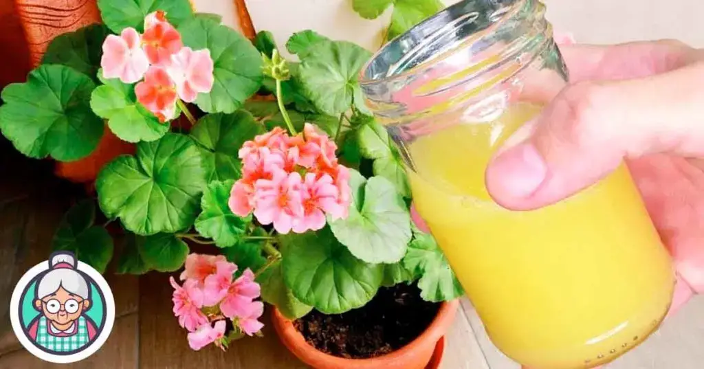 Aquí hay dos mezclas efectivas para regar las plantas de interior y hacerlas crecer más rápido. – Mis Consejos Jardinería