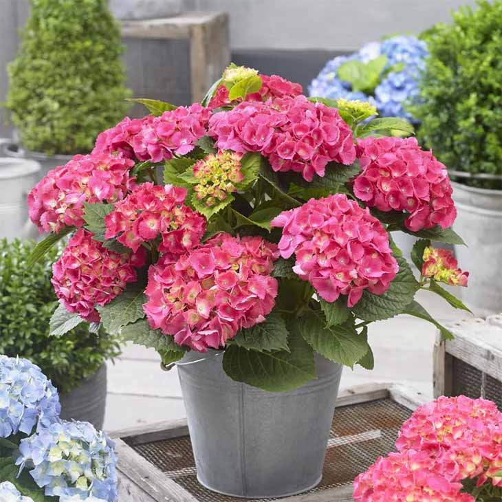 hortensias rosas