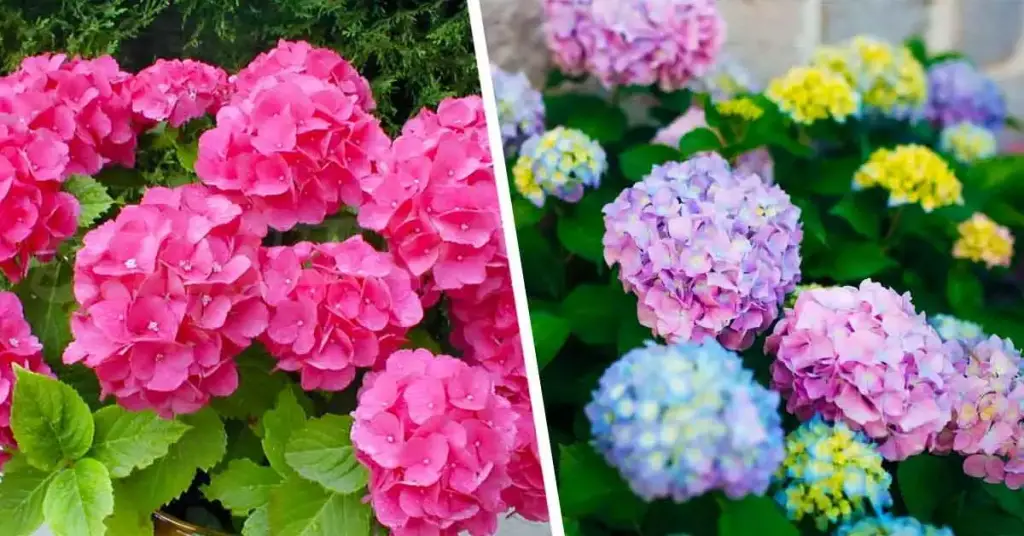 Aquí le mostramos cómo cambiar el color de sus hortensias. – Mis Consejos Jardinería