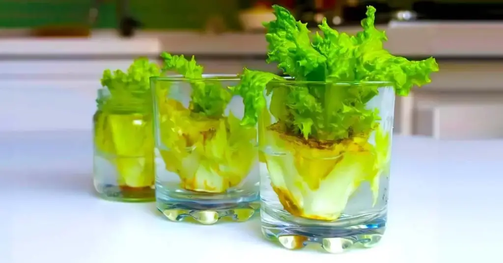 Aquí le mostramos cómo cultivar lechuga para que pueda tener cantidades infinitas y dejar de comprarla. – Mis Consejos Jardinería