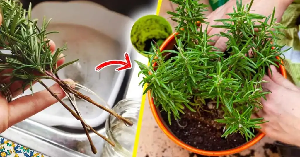 Aquí le mostramos cómo cultivar romero infinitamente para que no compre más – Mis Consejos Jardinería