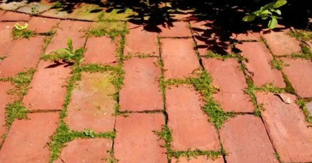 Aquí le mostramos cómo eliminar las malas hierbas de su jardín – Mis Consejos Jardinería
