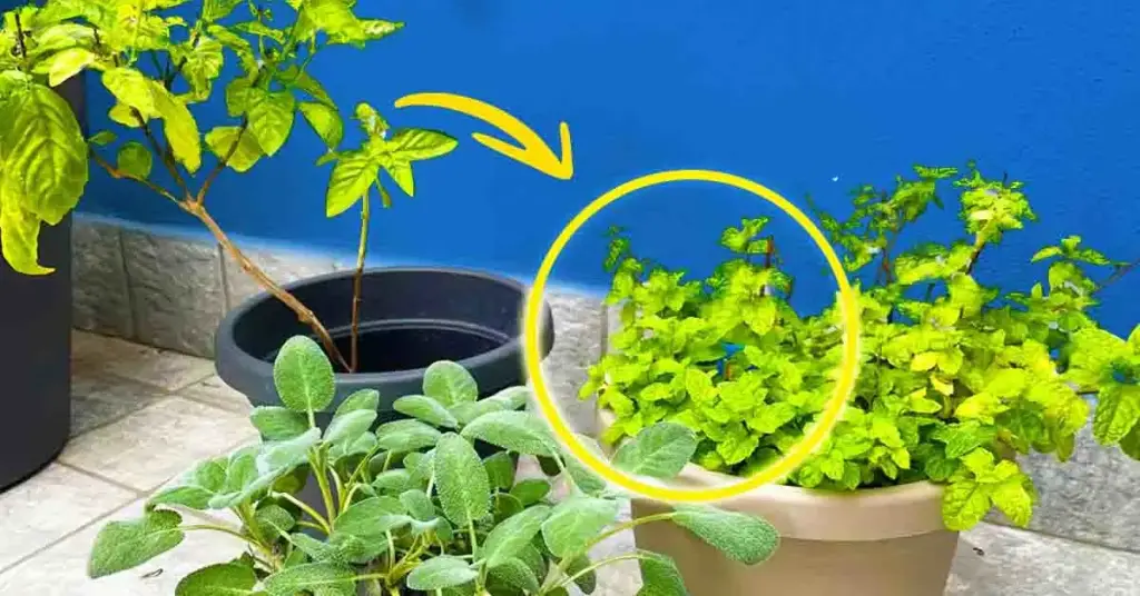 Aquí le mostramos cómo proteger sus plantas durante el invierno con 5 consejos efectivos – Mis Consejos Jardinería