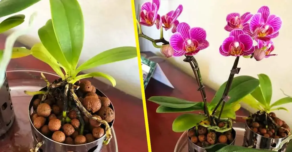Aquí se explica cómo cuidar las orquídeas para mantenerlas durante años. – Mis Consejos Jardinería