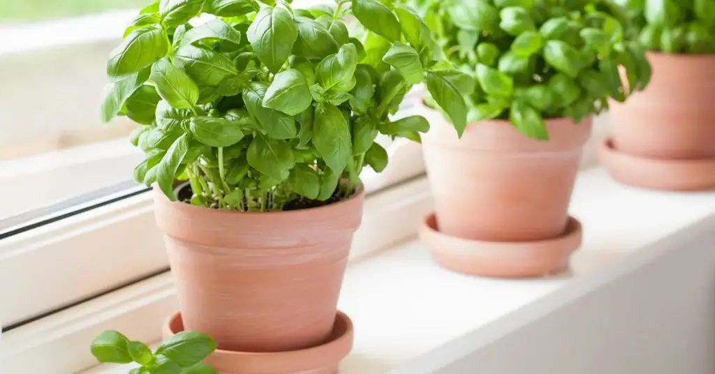 Aquí se explica cómo cultivar albahaca en casa y mantenerla el mayor tiempo posible. – Mis Consejos Jardinería