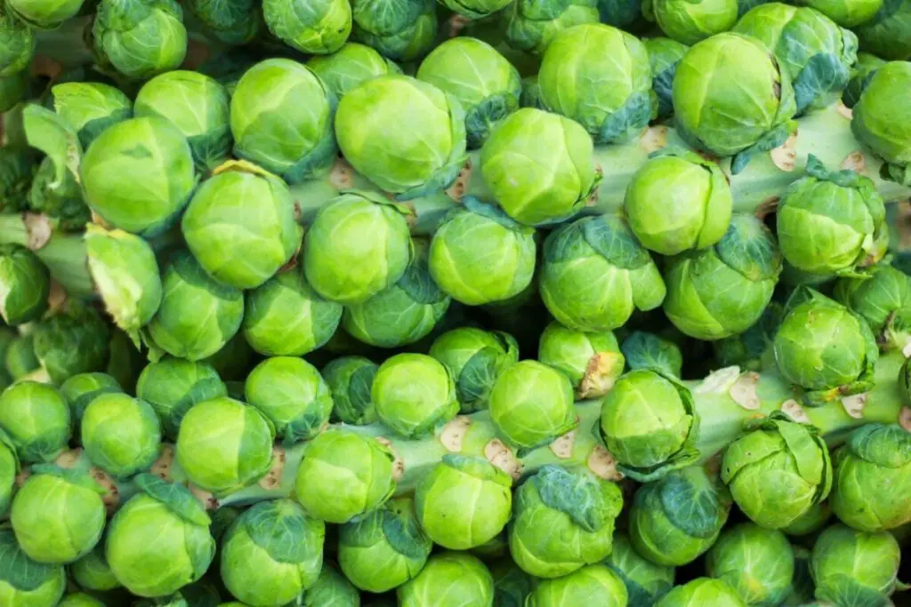 Aquí se explica cómo cultivar coles de Bruselas en macetas: la guía del experto – Mis Consejos Jardinería