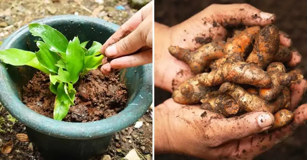 Aquí se explica cómo cultivar cúrcuma para tener cantidades infinitas en casa – Mis Consejos Jardinería