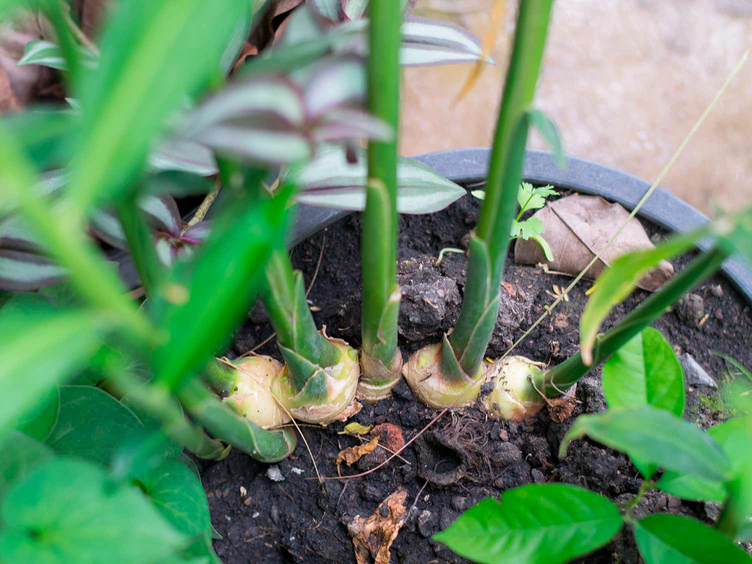 plantar jengibre