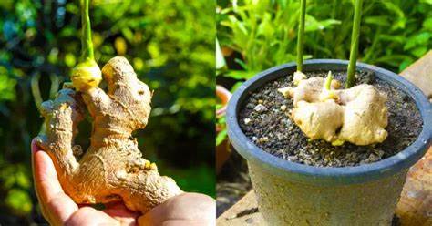 Aquí se explica cómo cultivar jengibre en casa para tenerlo sin fin. – Mis Consejos Jardinería