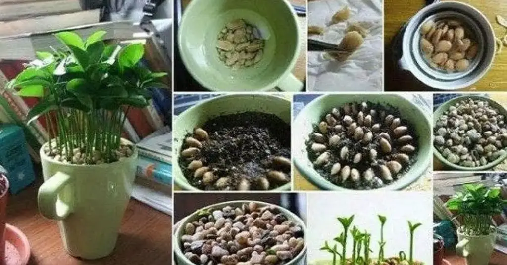 Aquí se explica cómo cultivar un limonero en una taza – Mis Consejos Jardinería
