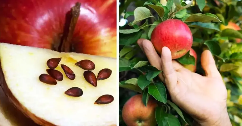Aquí se explica cómo cultivar un manzano a partir de semillas para usarlo durante todo el año. – Mis Consejos Jardinería