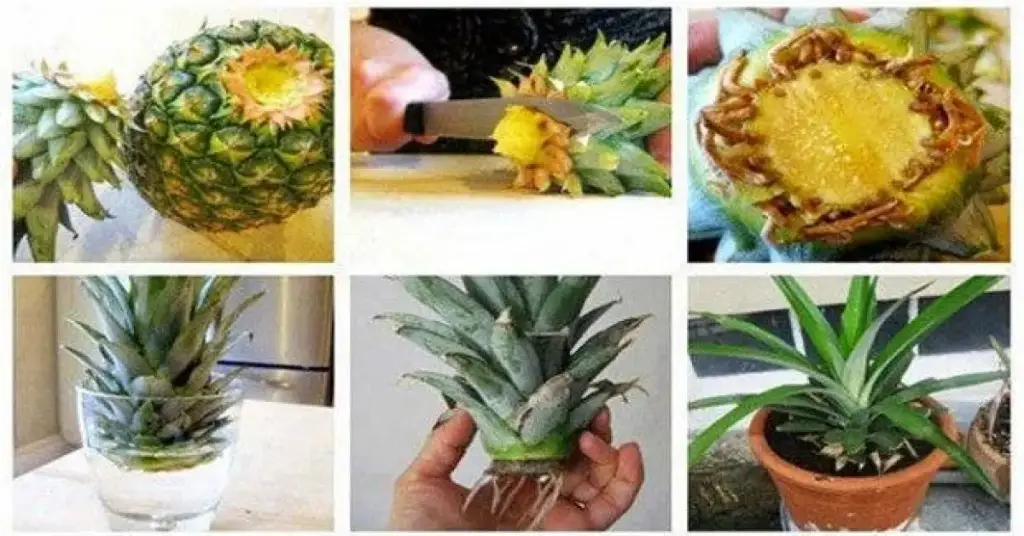 Aquí se explica cómo cultivar una piña a partir de sus sobras – Mis Consejos Jardinería