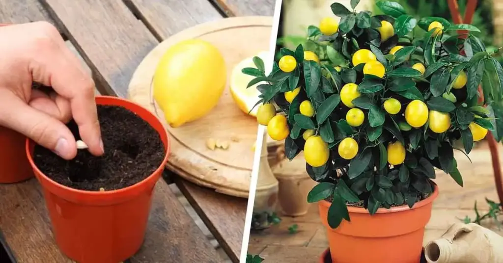 Aquí se explica cómo germinar semillas de limón para tener un sinfín de – Mis Consejos Jardinería
