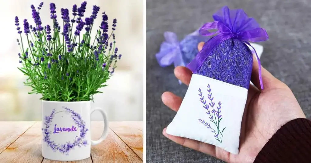 Aquí se explica cómo hacer brotar lavanda en una taza para perfumar toda la casa – Mis Consejos Jardinería