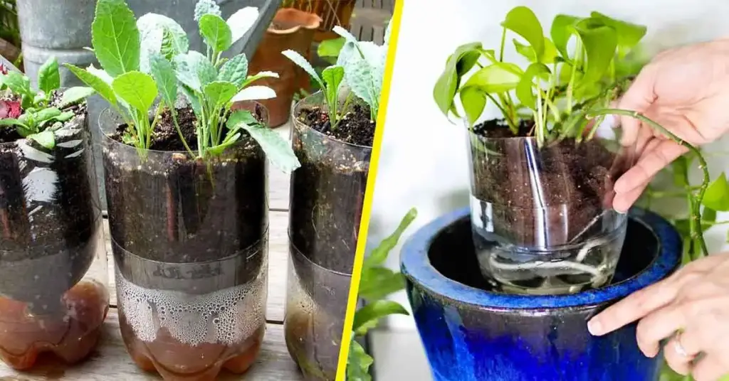 Aquí se explica cómo hacer macetas con autorriego con botellas de plástico. – Mis Consejos Jardinería