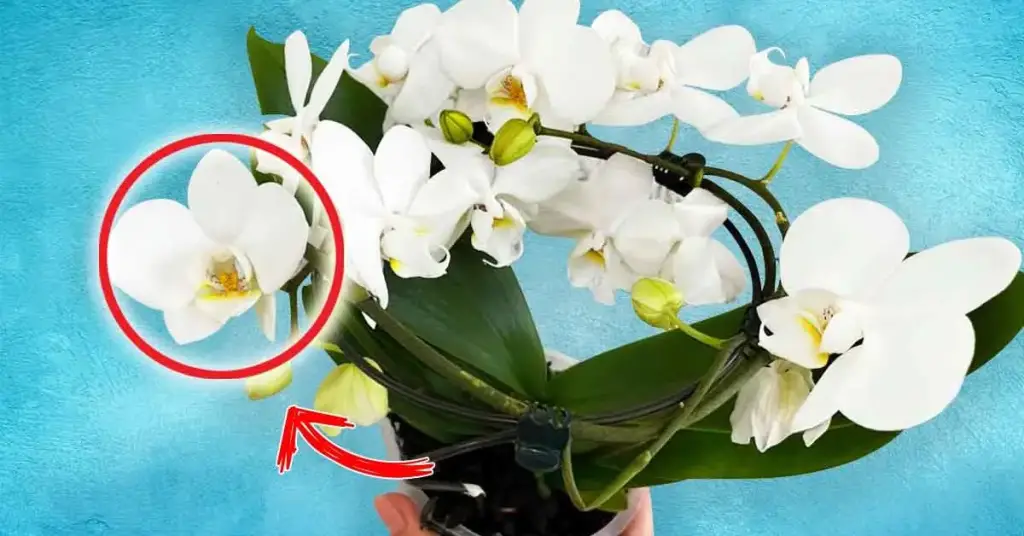 Aquí se explica cómo hacer que una orquídea florezca incluso en invierno. – Mis Consejos Jardinería