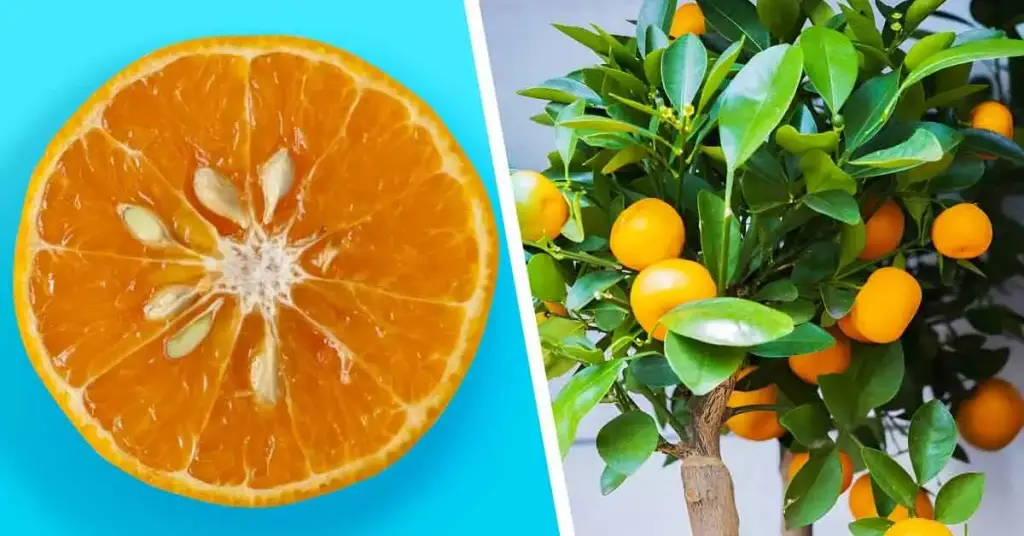 Aquí se explica cómo obtener mandarinas infinitas de una sola fruta – Mis Consejos Jardinería