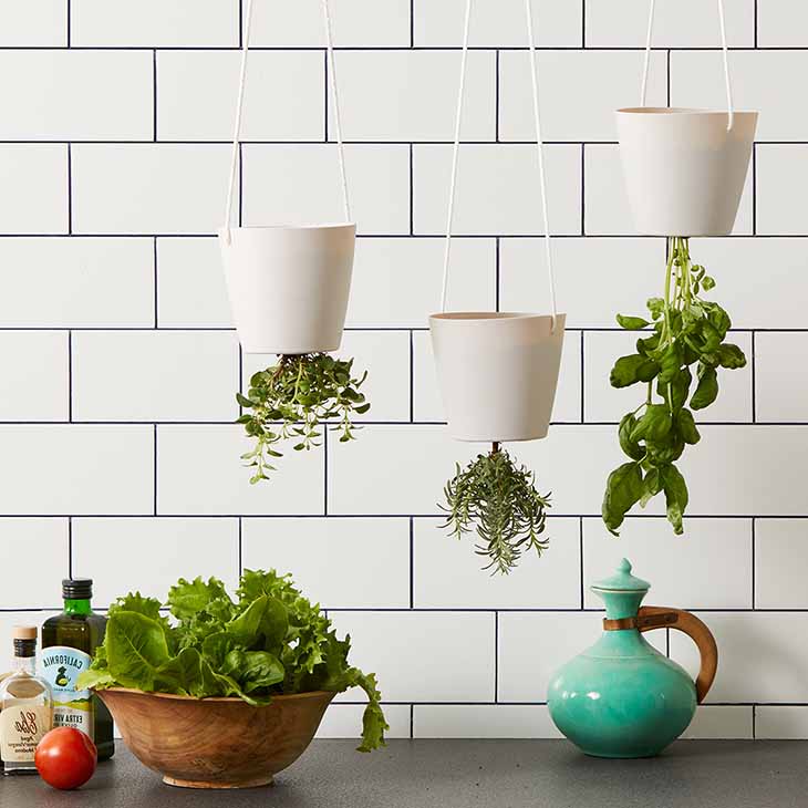 plantas al revés