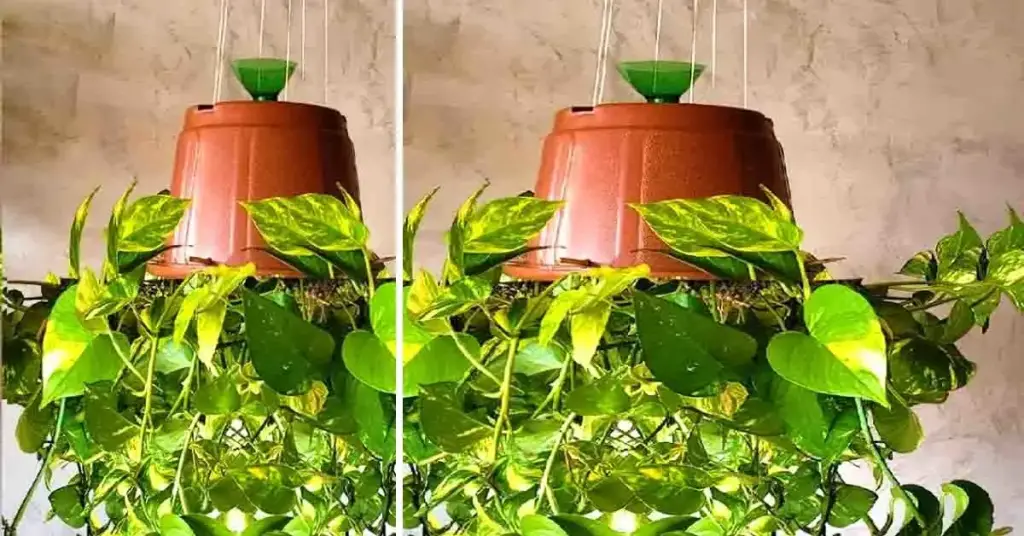 Aquí se explica cómo plantar al revés, la nueva forma de cultivar plantas. – Mis Consejos Jardinería