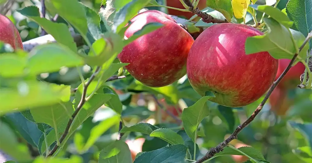 Aquí se explica cómo plantar correctamente un árbol frutal. – Mis Consejos Jardinería