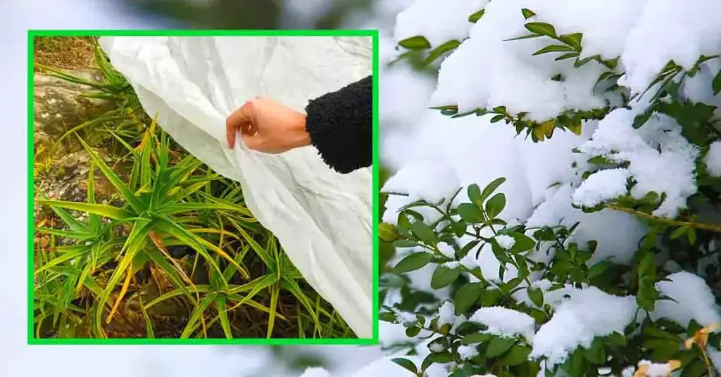 Aquí se explica cómo proteger las plantas de las heladas y el frío en diciembre. – Mis Consejos Jardinería