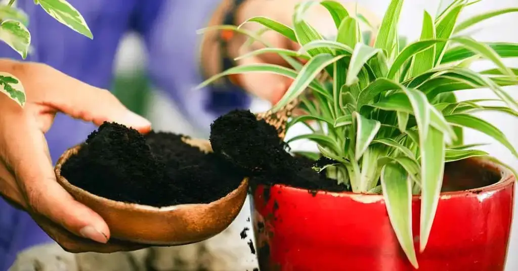 Aquí se explica cómo proteger sus plantas cultivadas en mayo de pulgones y plagas – Mis Consejos Jardinería