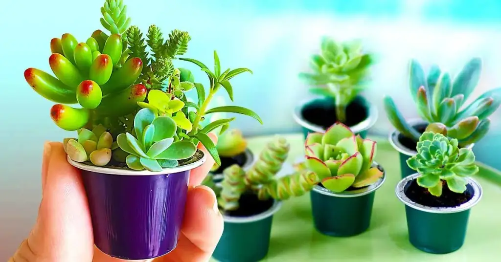Aquí se explica cómo reciclar cápsulas de café en macetas – Mis Consejos Jardinería