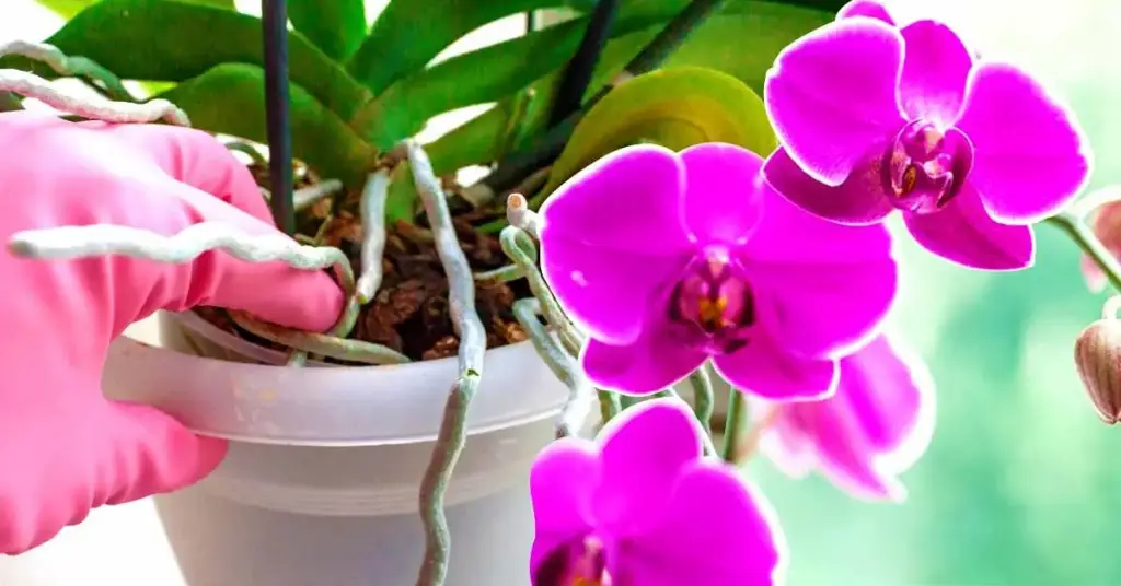 Aquí se explica cómo salvar una orquídea que tiene raíces podridas. – Mis Consejos Jardinería