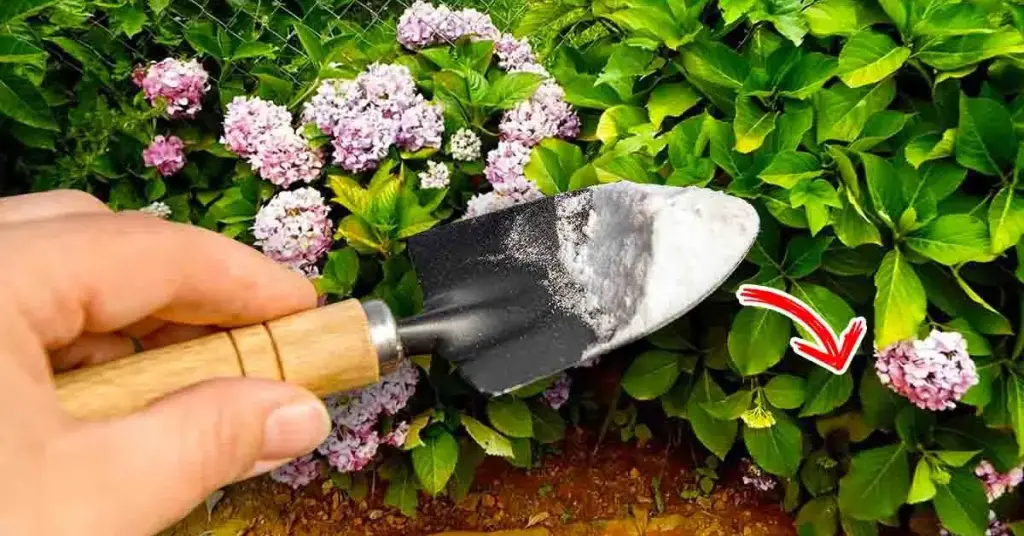 Aquí se explica cómo usar bicarbonato de sodio para eliminar el moho y los hongos de las plantas del jardín. – Mis Consejos Jardinería