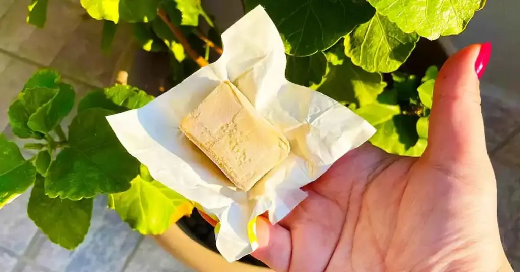 Aquí se explica cómo usar la levadura para tener hermosas plantas en casa. – Mis Consejos Jardinería