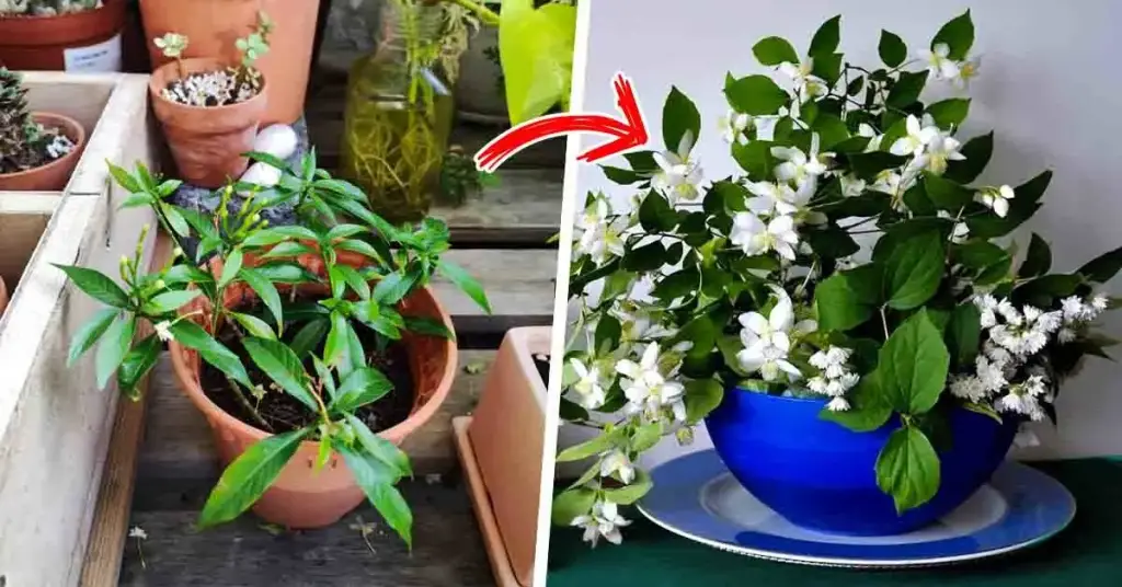 Aquí te mostramos cómo cultivar jazmines para tener una infinidad de ellos y perfumar la casa – Mis Consejos Jardinería