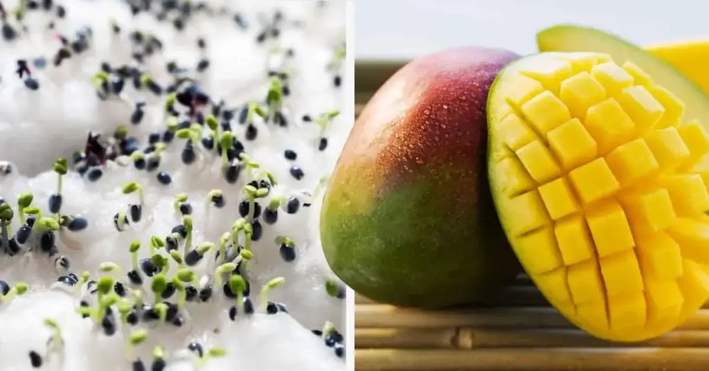 Aquí te mostramos cómo hacer un mini invernadero casero para tener un sinfín de frutas y verduras – Mis Consejos Jardinería