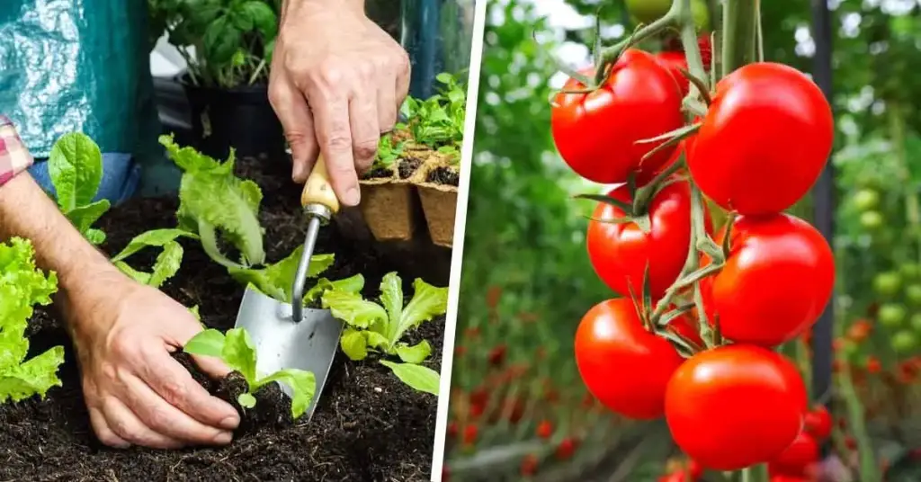 Aquí tienes 4 verduras y una fruta para plantar en febrero en tu huerta – Mis Consejos Jardinería