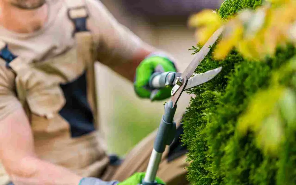 Aquí tienes arbustos y plantas para podar en abril: el ranking completo – Mis Consejos Jardinería