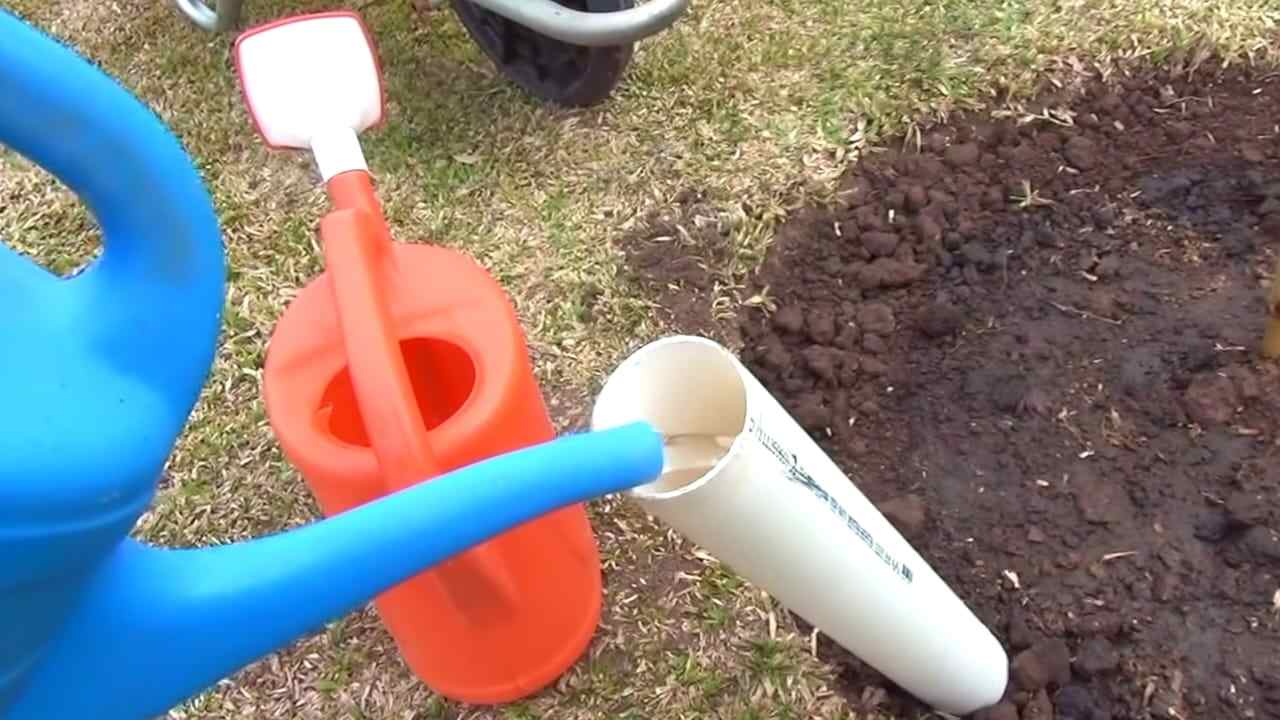 Plantar un árbol