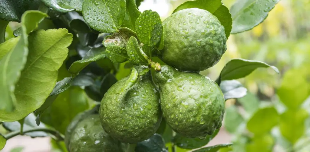 Árbol de bergamota: ¿cómo cultivar bergamota? – Mis Consejos Jardinería