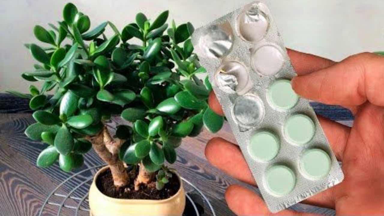 como curar el arbol del dinero