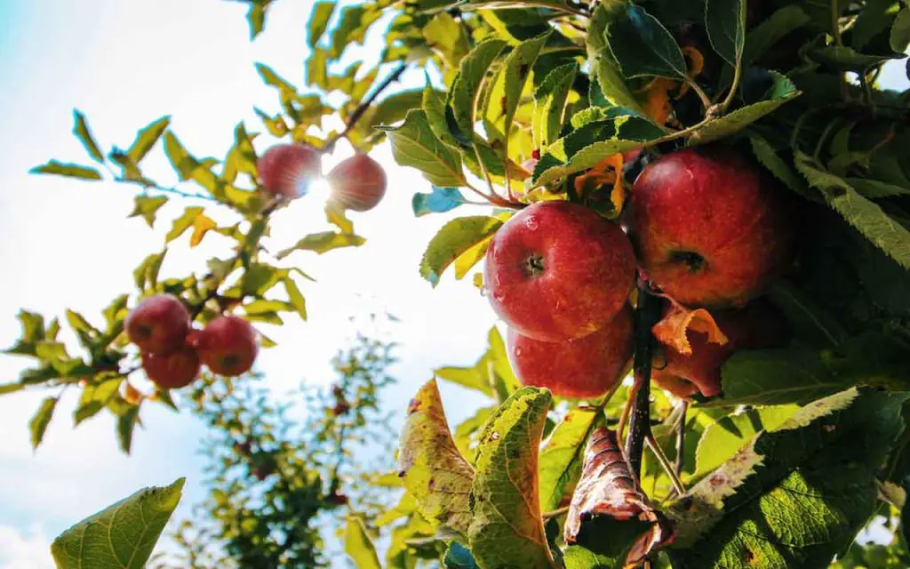 Árboles, arbustos y plantas que hay que podar en abril: aquí está el ranking – Mis Consejos Jardinería