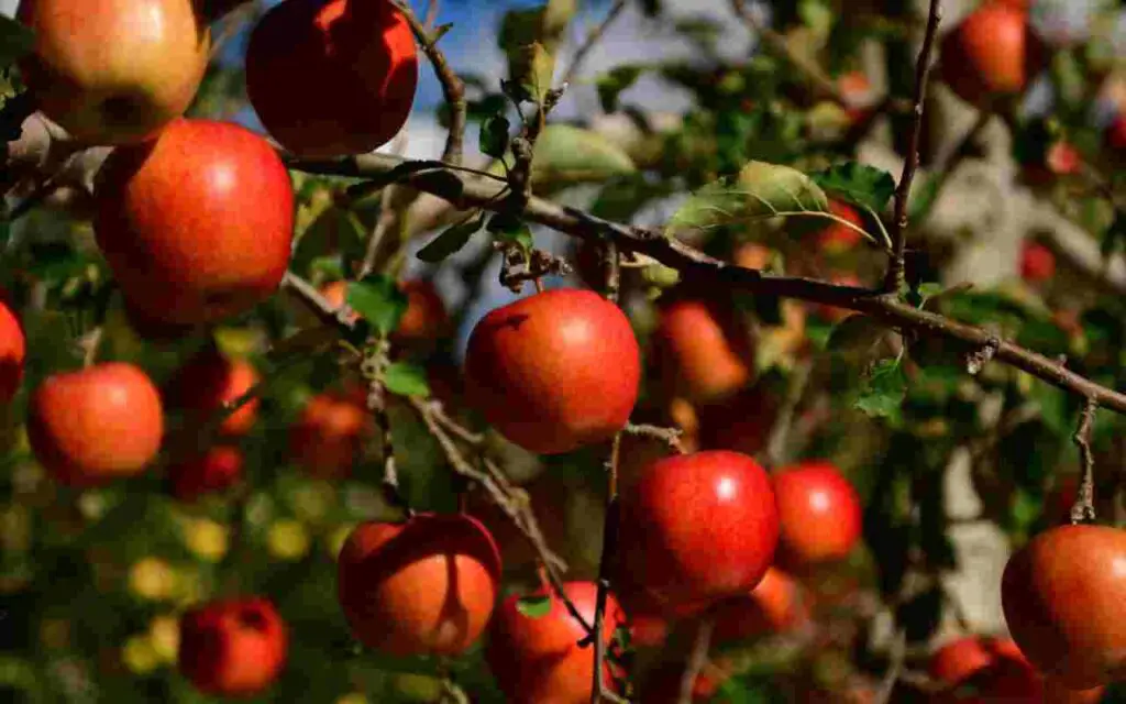 Árboles frutales a finales de marzo: aquí están los mejores para cultivar ahora – Mis Consejos Jardinería