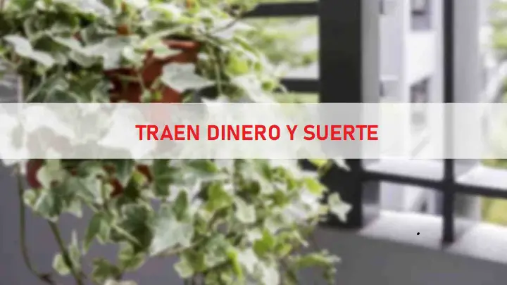 Asegúrate de tener estas plantas en tu hogar: traen dinero, salud y suerte. – Mis Consejos Jardinería