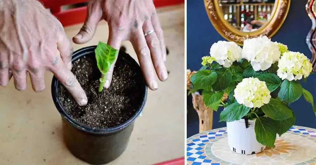 Así es como se cultiva la hortensia en maceta: una bonita flor que perfuma toda la casa – Mis Consejos Jardinería