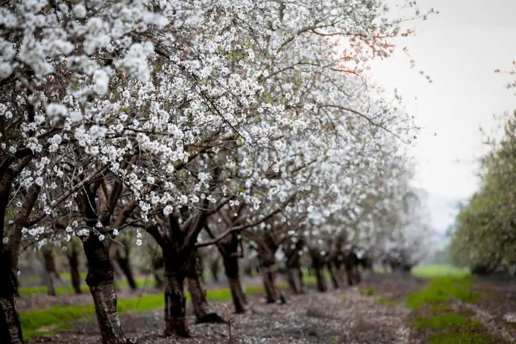 Así se cultiva el almendro: todos los consejos del jardinero