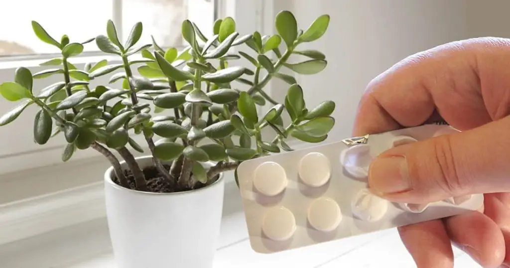 Aspirina herbal: ¿es realmente una buena idea? aqui esta toda la verdad – Mis Consejos Jardinería