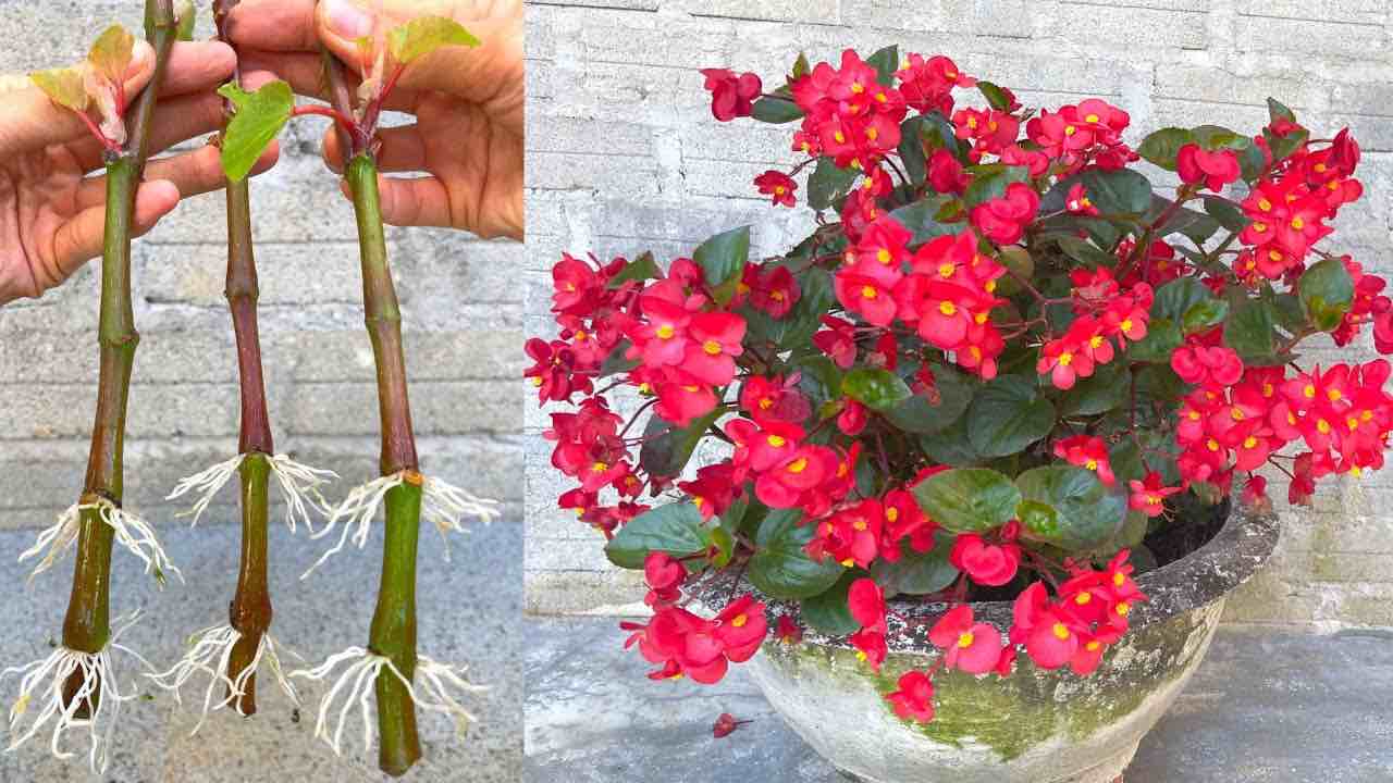 Begonias