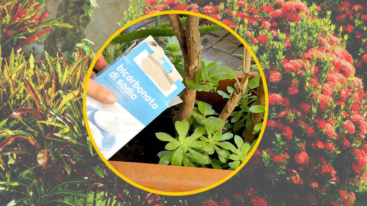 Bicarbonato en plantas