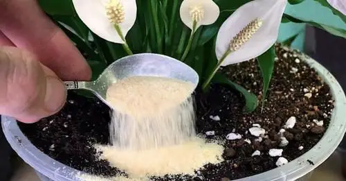 Bicarbonato, echa una cucharadita a las plantas: lo que verás es fuera de lo común – Mis Consejos Jardinería