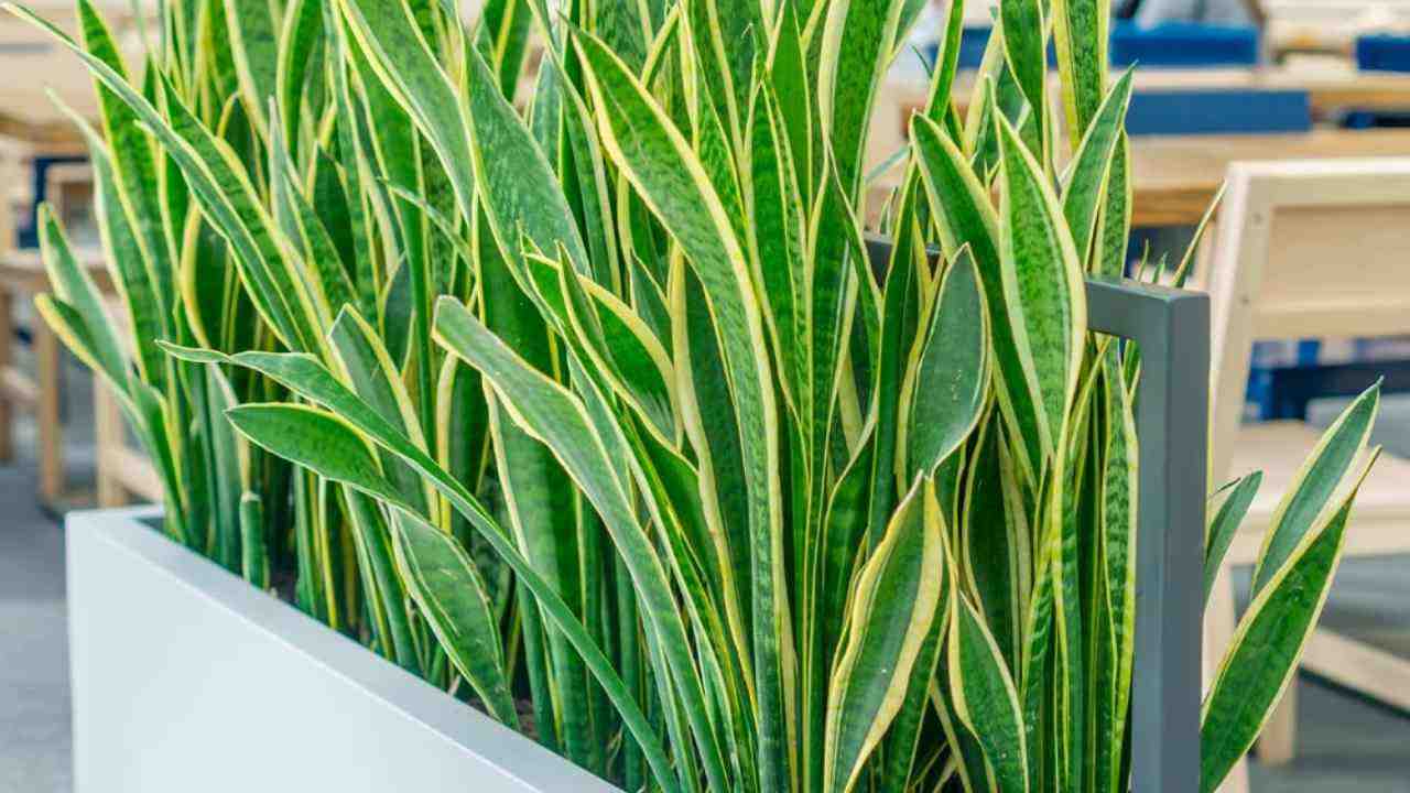 Planta